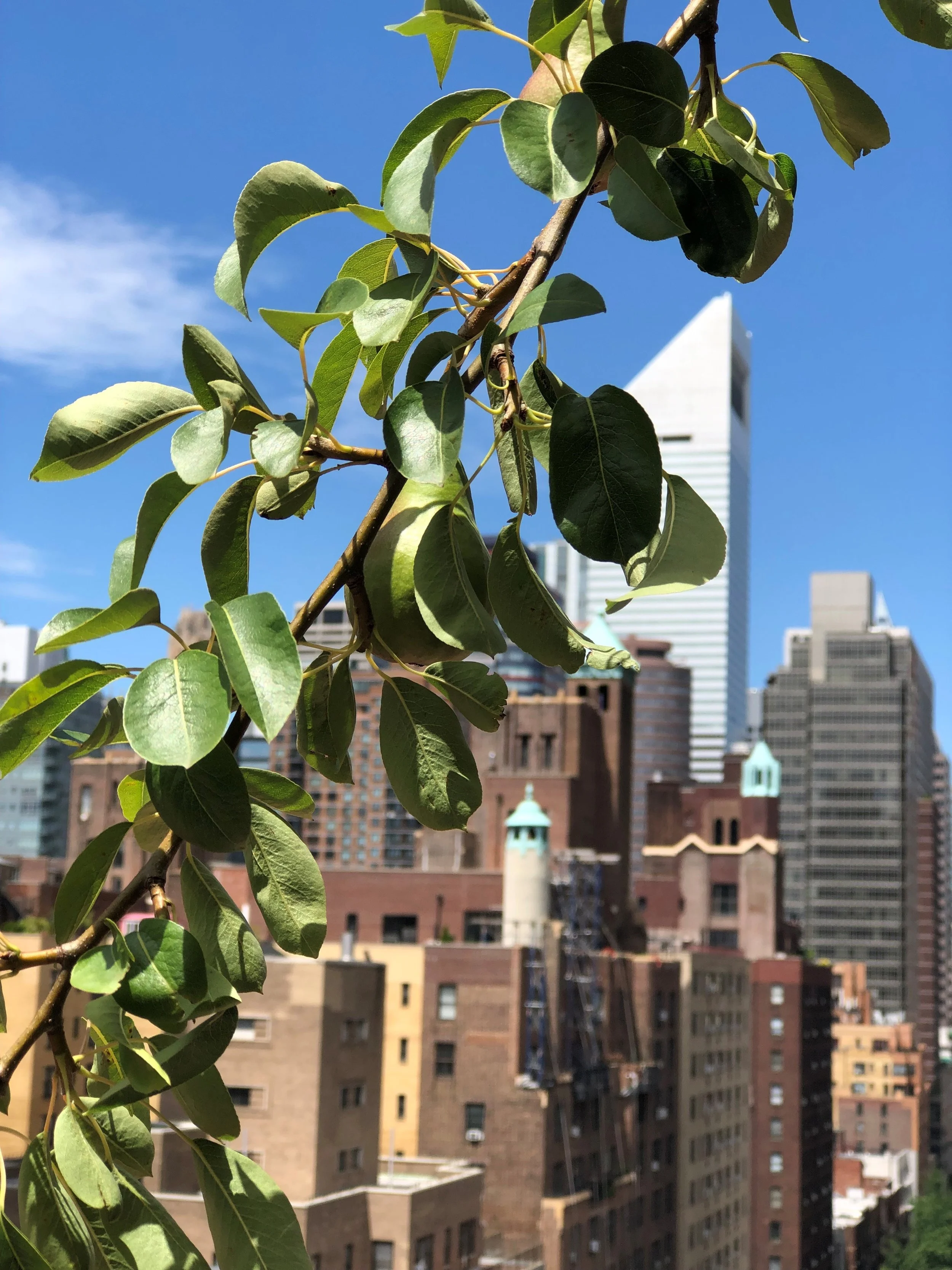 A garden in the sky