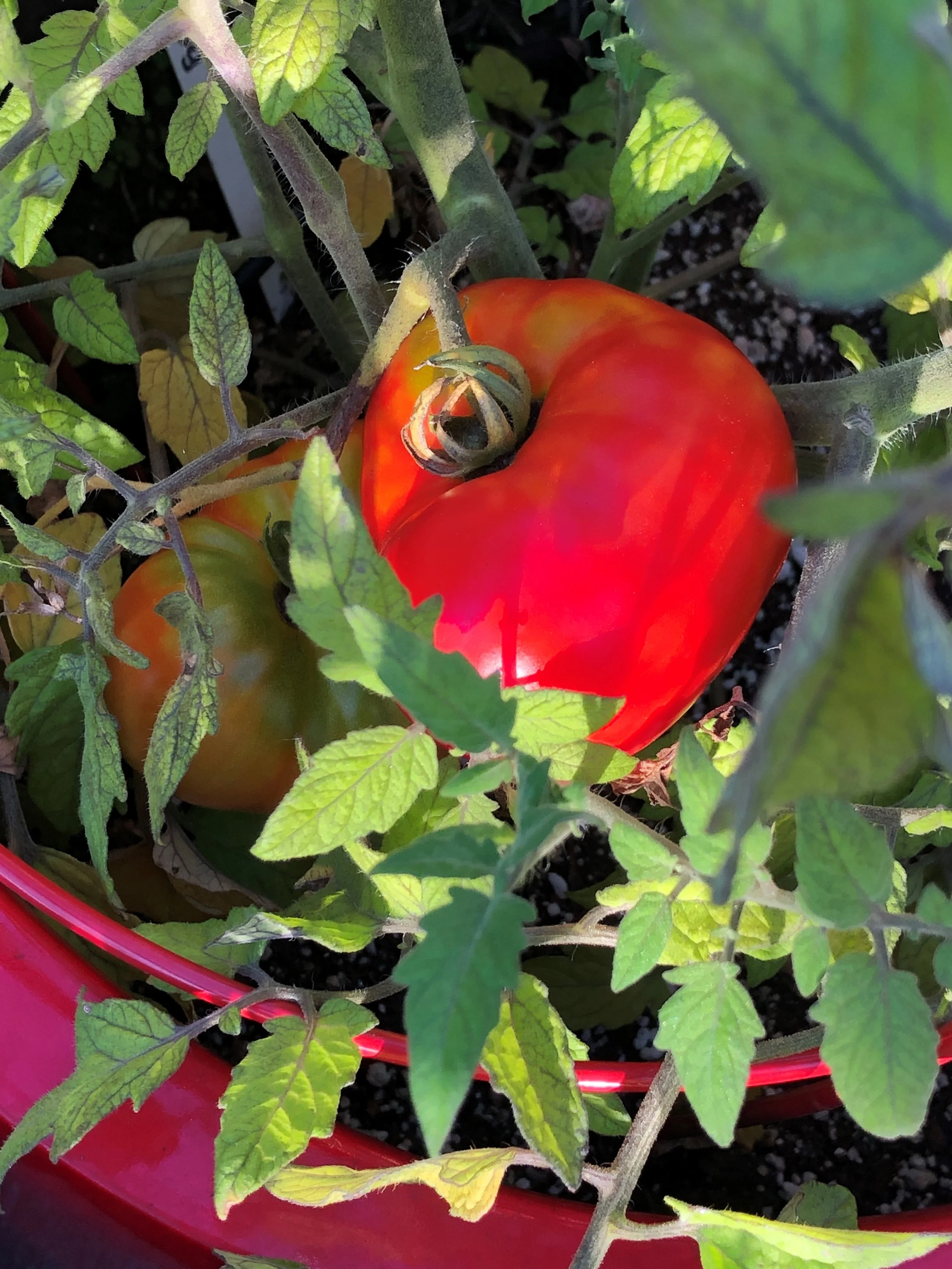 If you have a garden