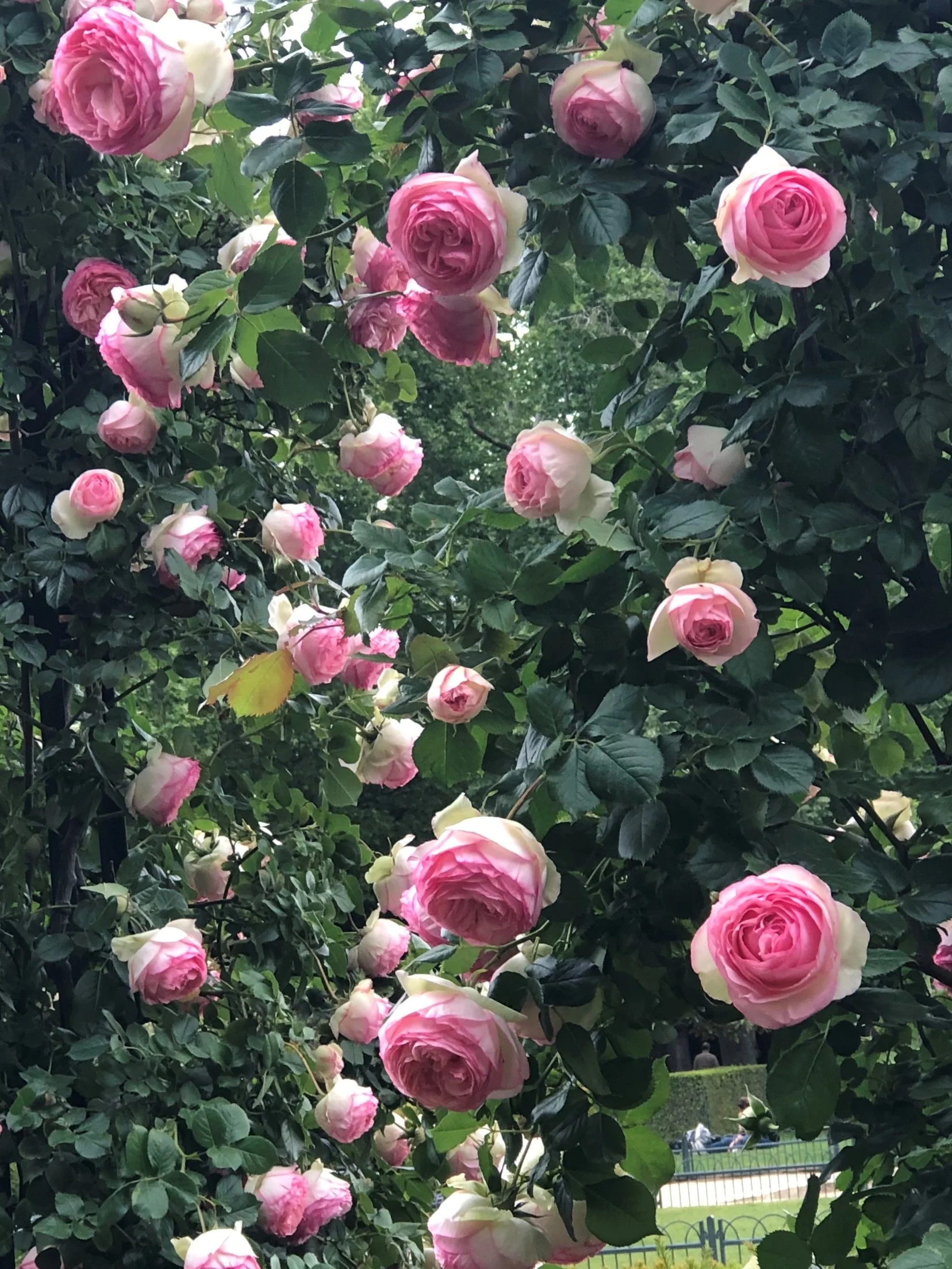 Spring is so damn pink!