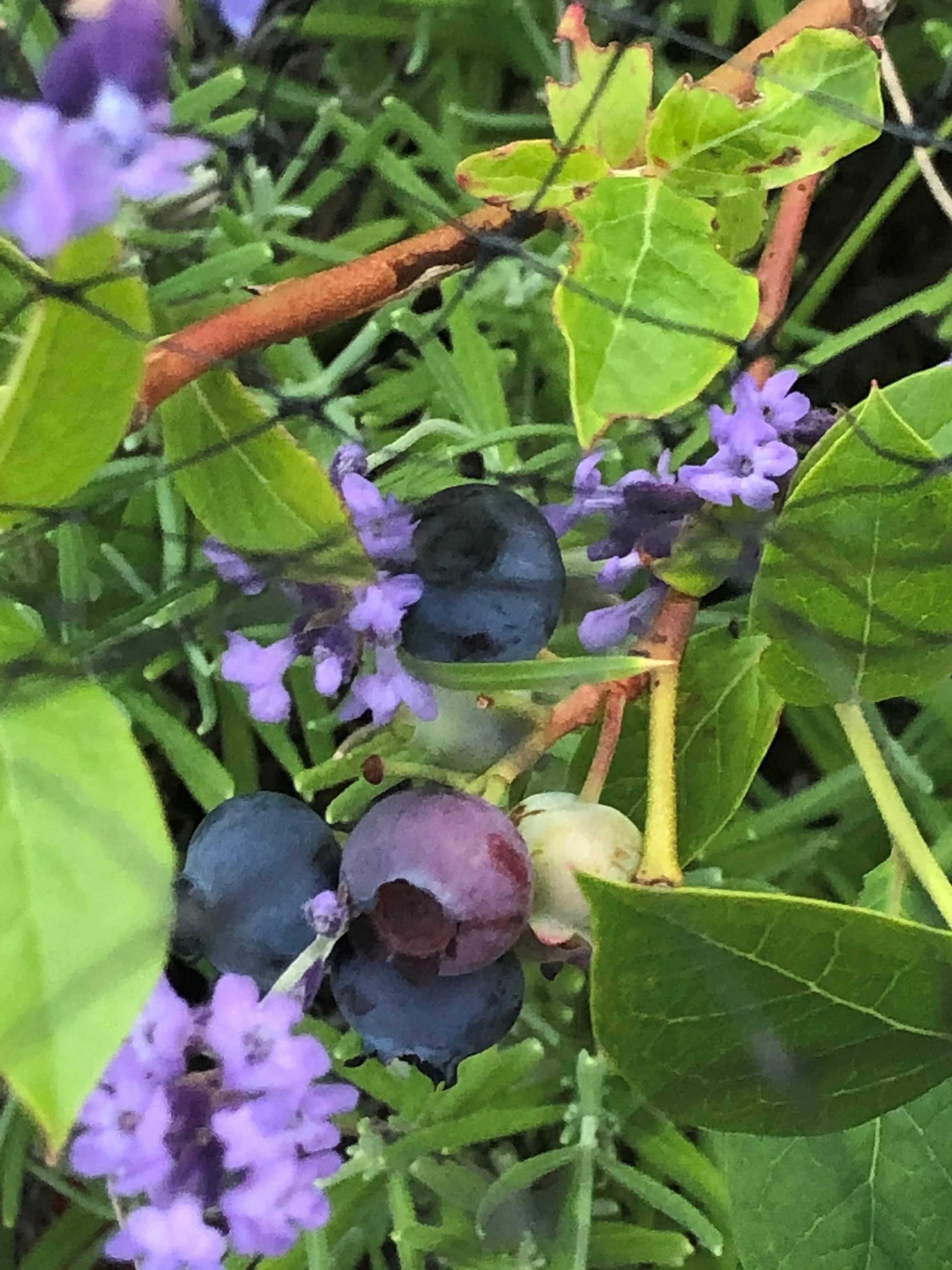 Gardening during COVID-19