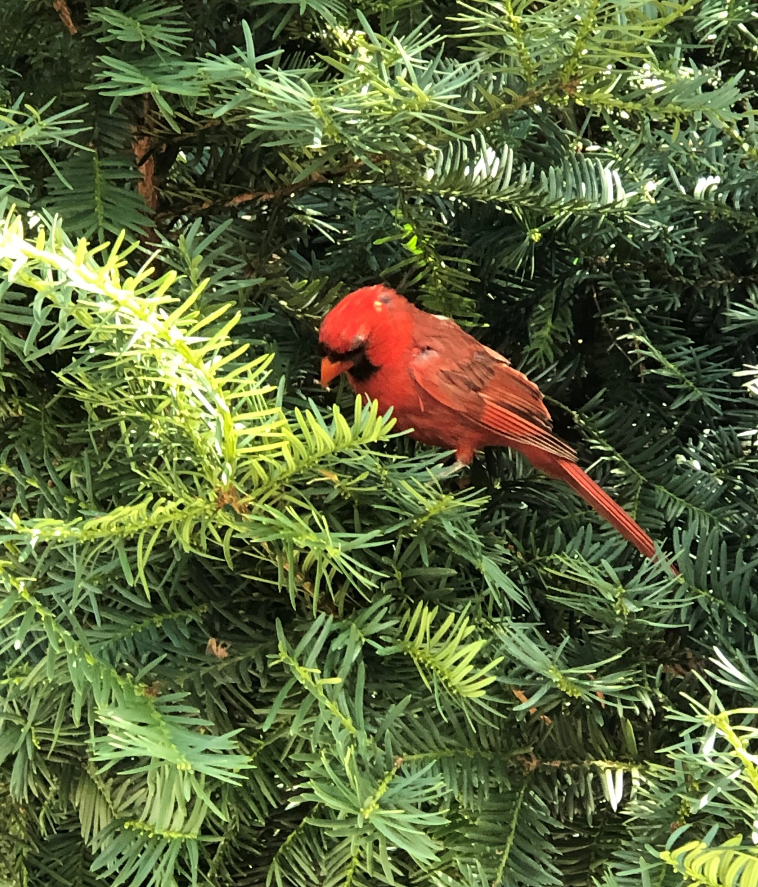 The trees, flowers and wildlife 