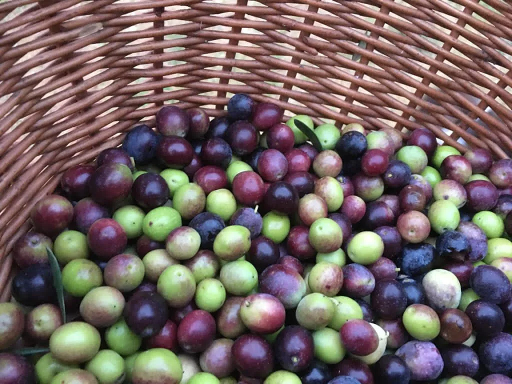 “If olive oil comes from olives, ....."