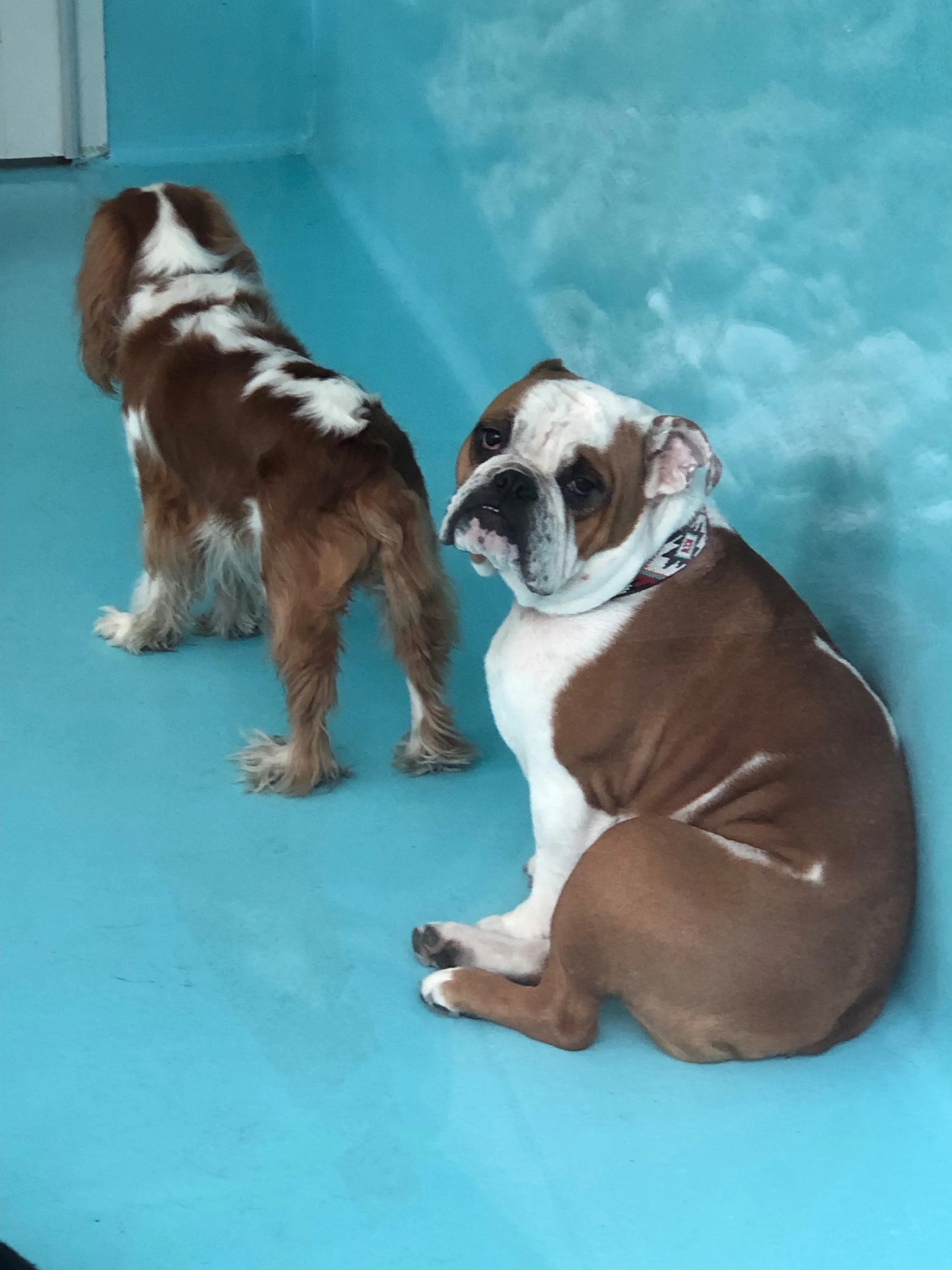 The Invasion of Pandemic Pups