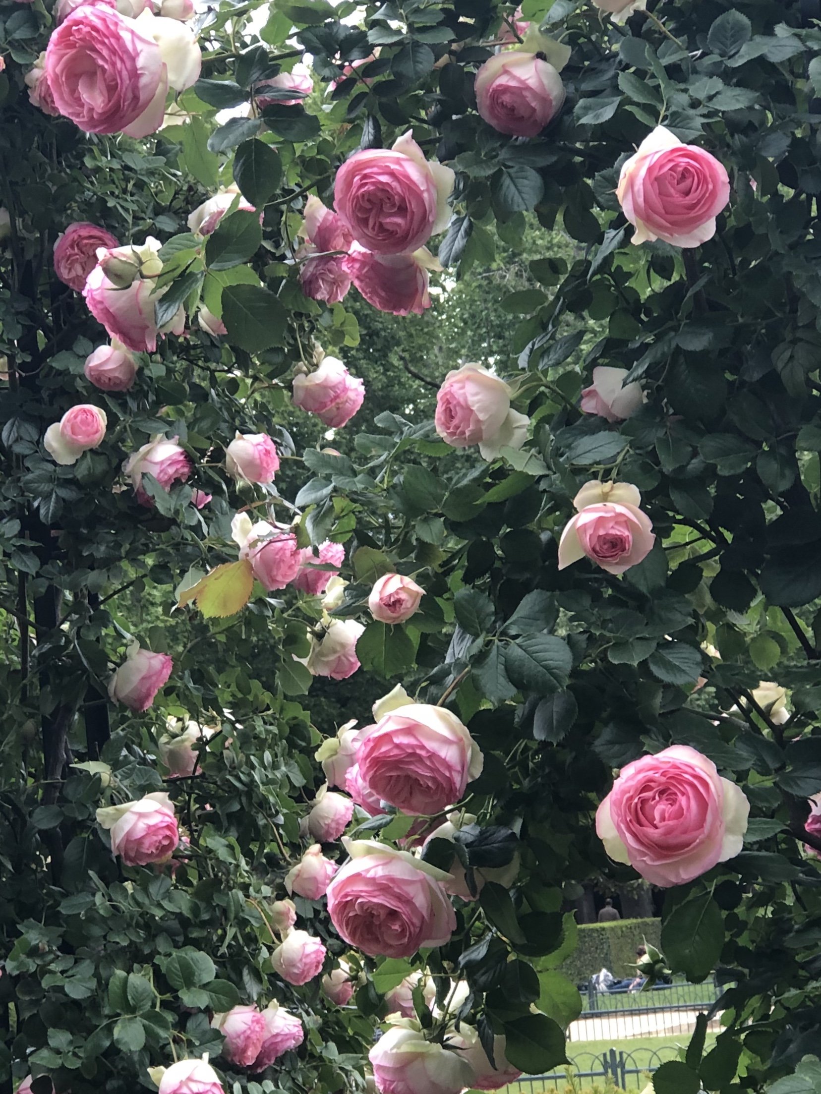 Don’t forget to stop and smell the roses.