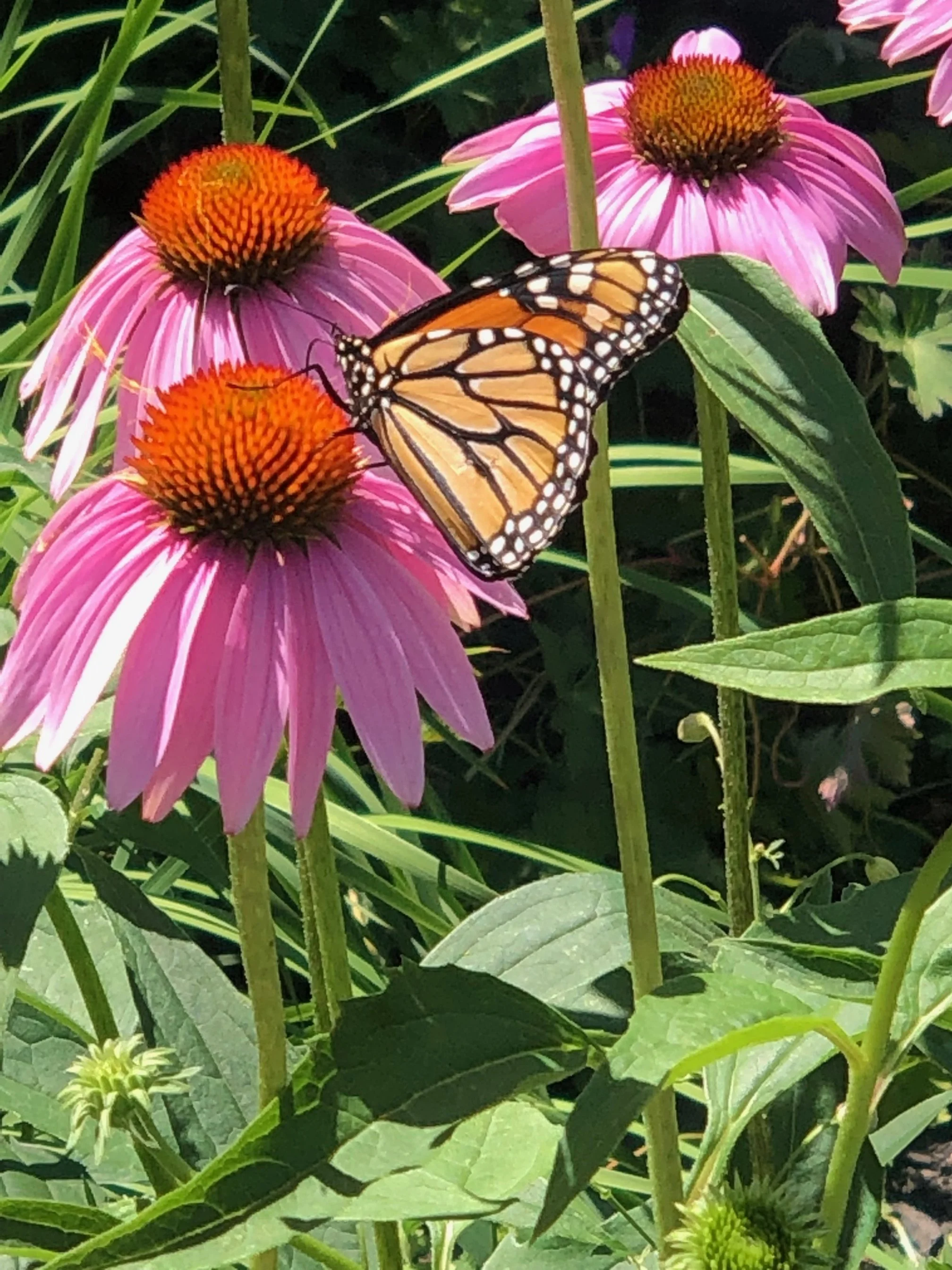 Beauty is truth, truth beauty...