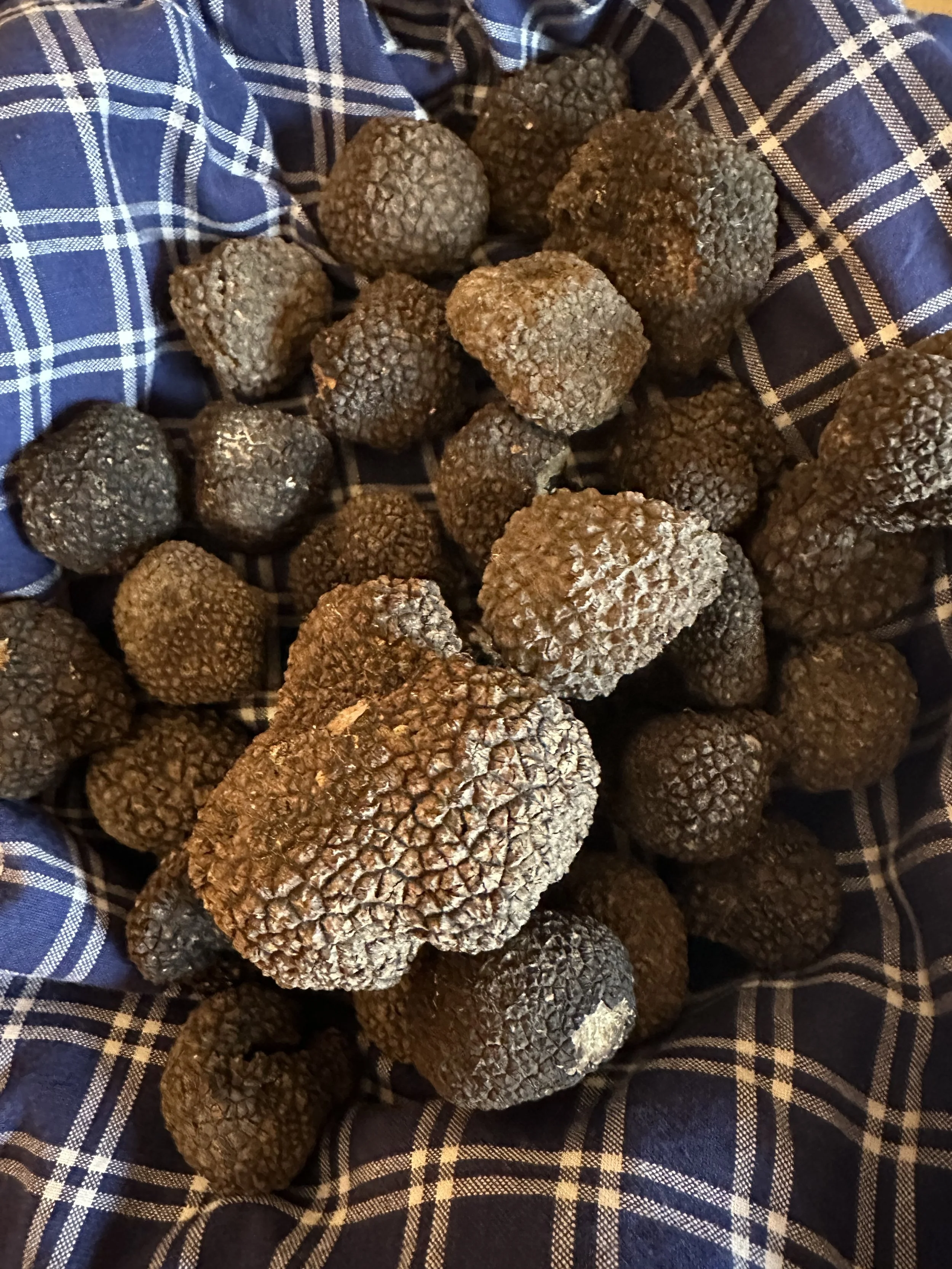 Truffles are irresistible because……