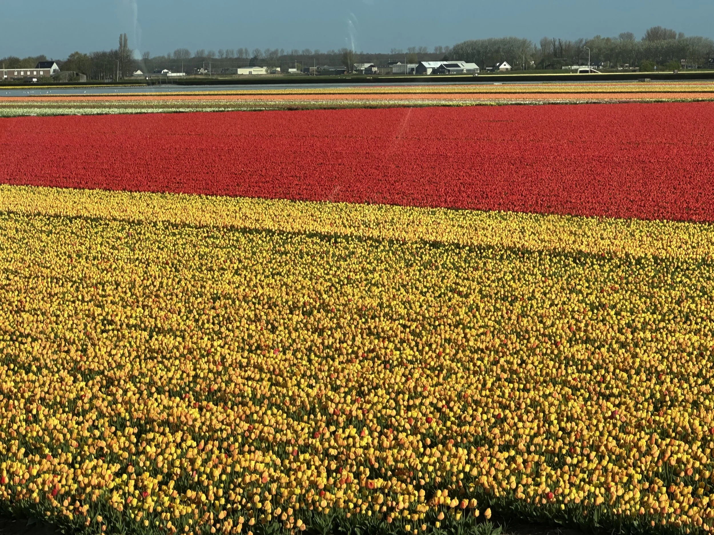 Tulip Mania 