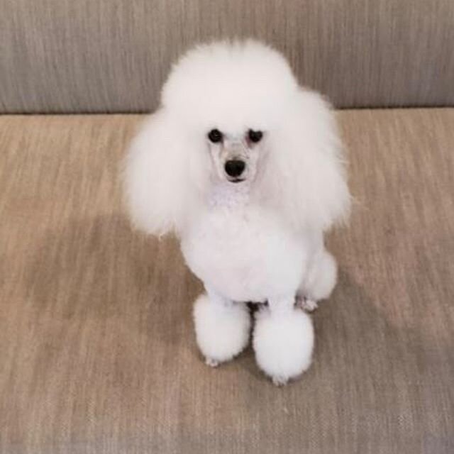 &ldquo; I got my pom-poms on and I&rsquo;m ready for Friday night.&rdquo; Prince