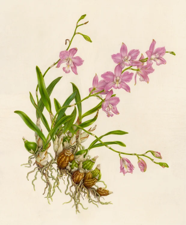 Laelia eyermanniana