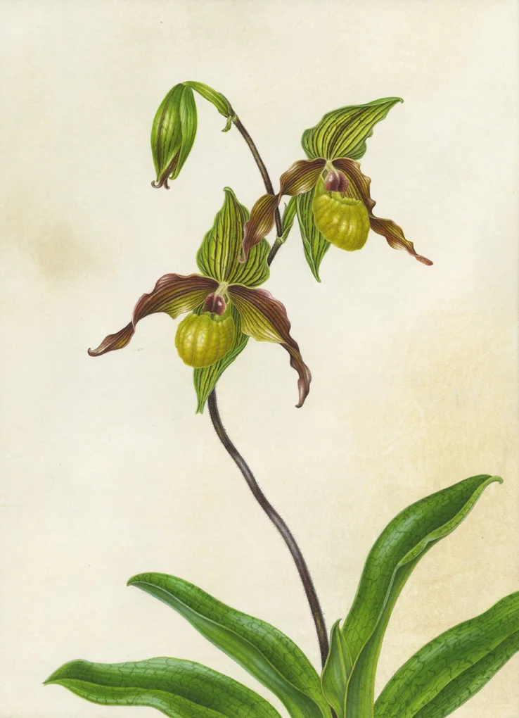 Paphiopedilum 'Hideki Okuyama'