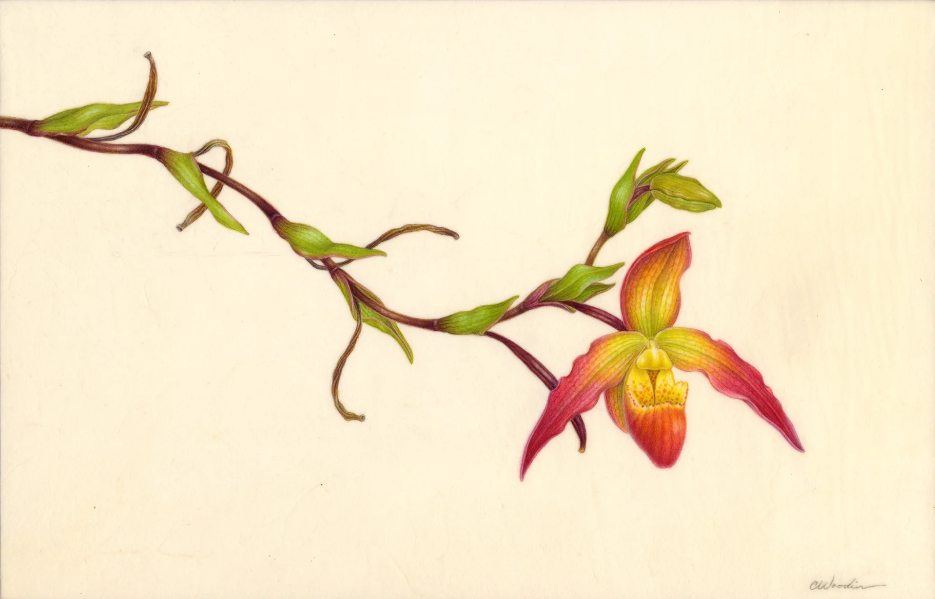 Phragmipedium 'Nicole Tower'
