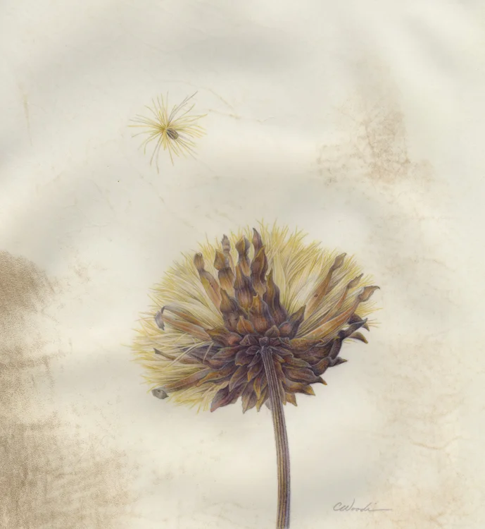 Artichoke Launched