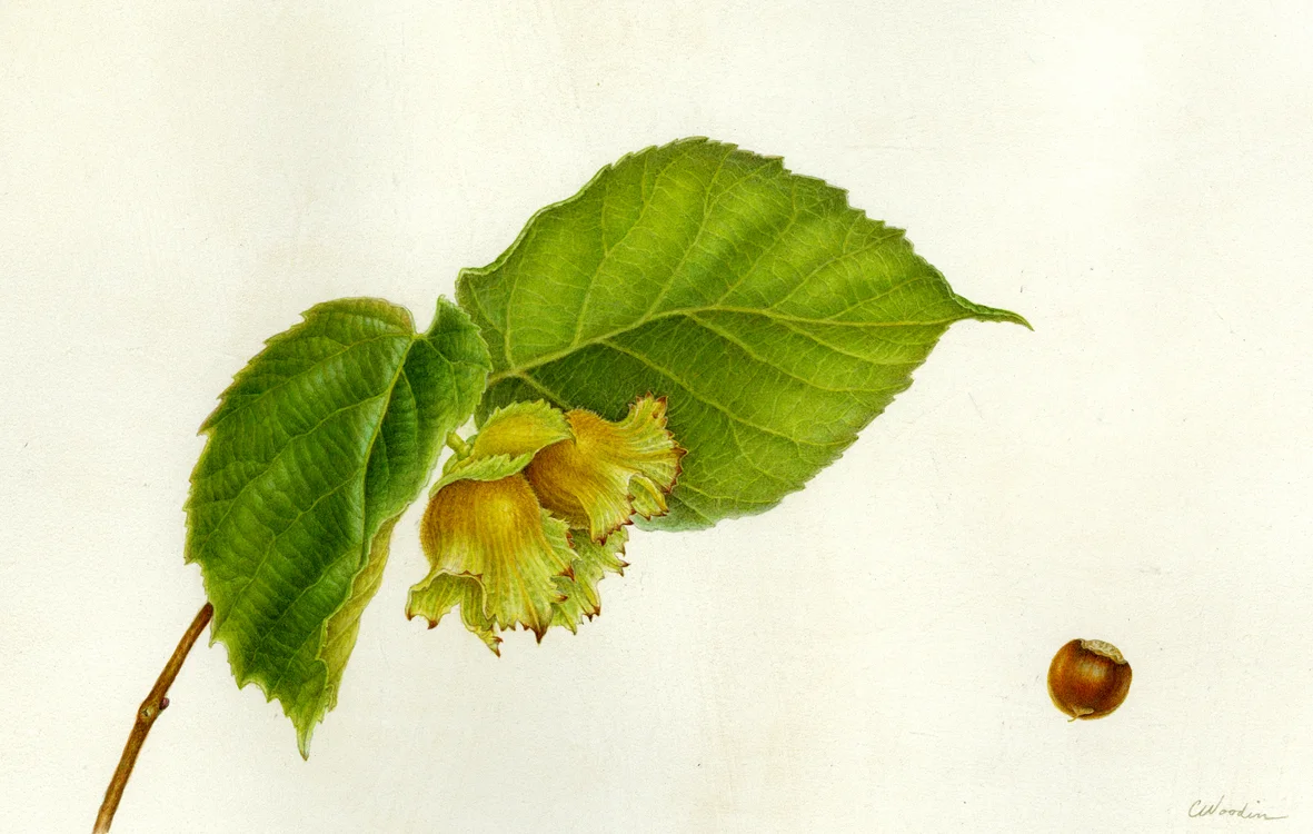 Hazelnut, ©2016