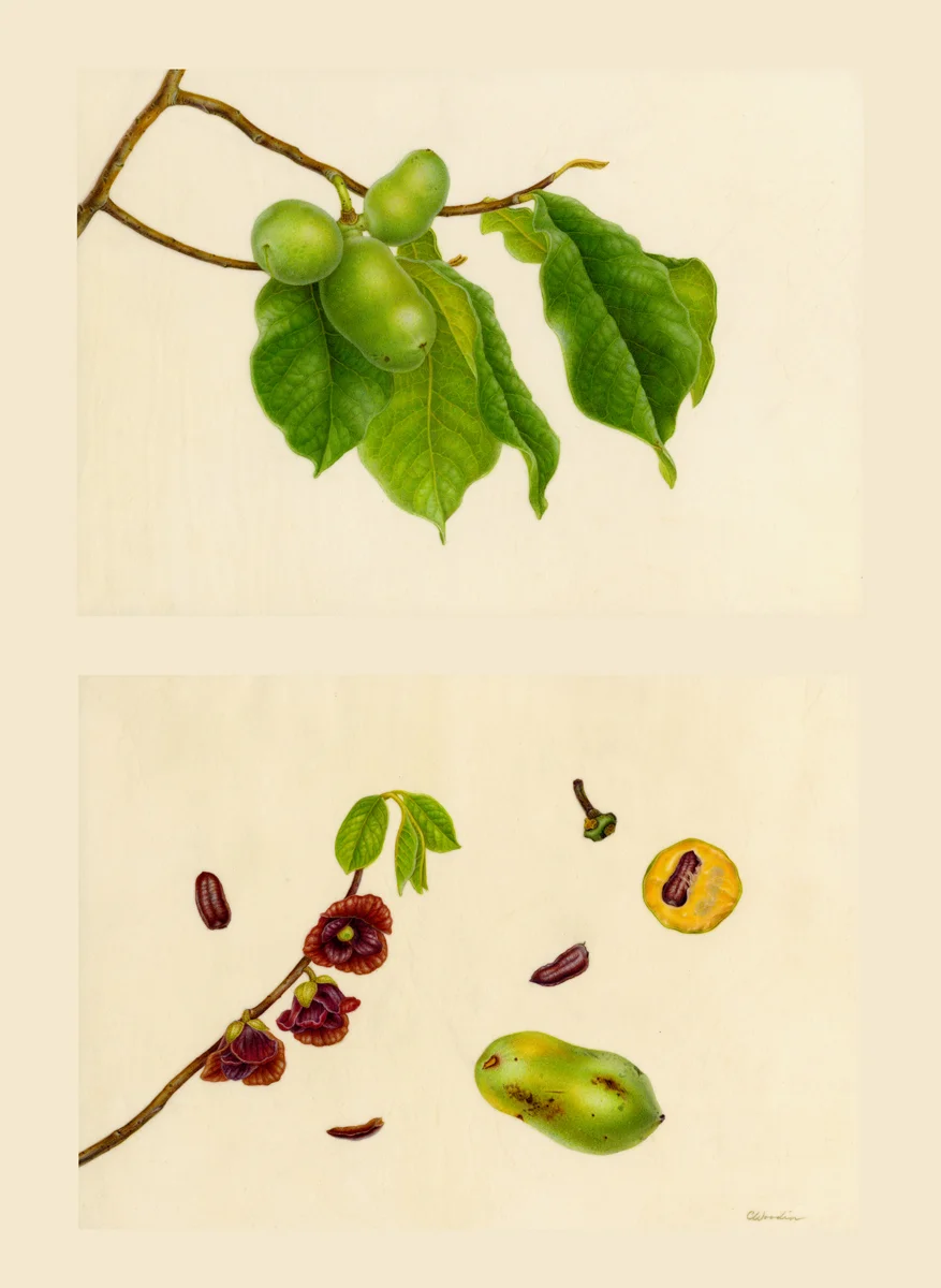 Dina's Paw Paw - Asimina triloba