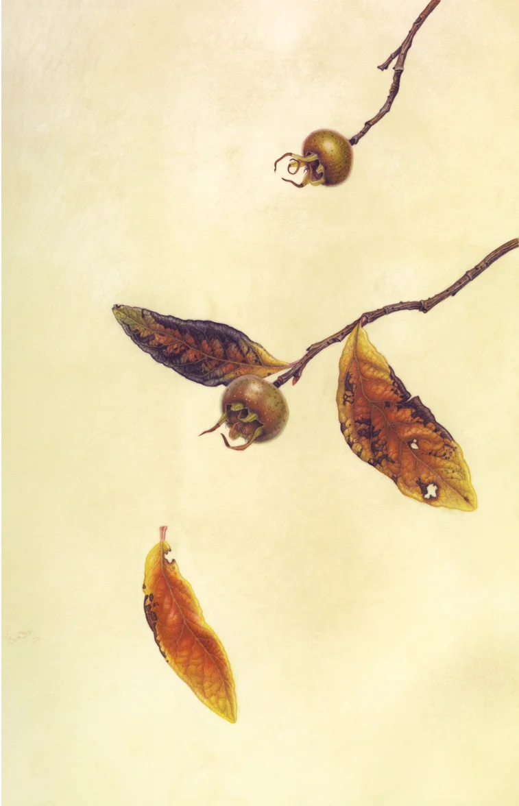 Medlars, Dina's