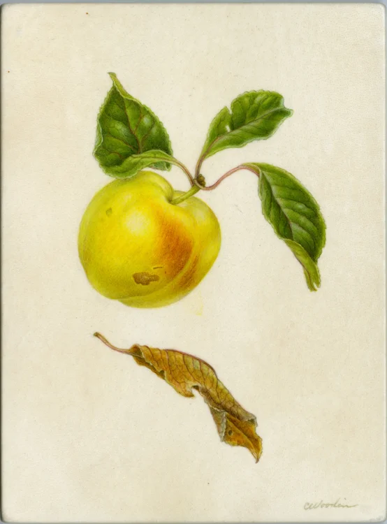 Yellow Plum