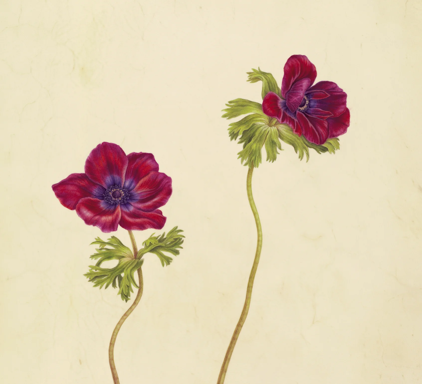 Battenfeld's Anemones