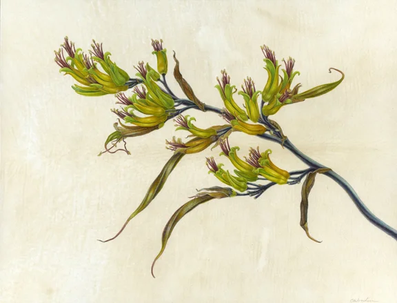 New Zealand Flax