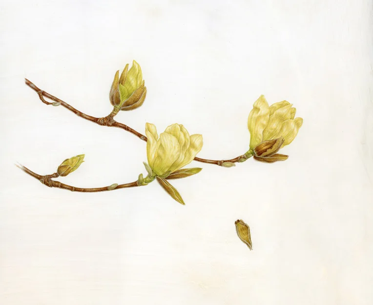 Yellow Magnolia