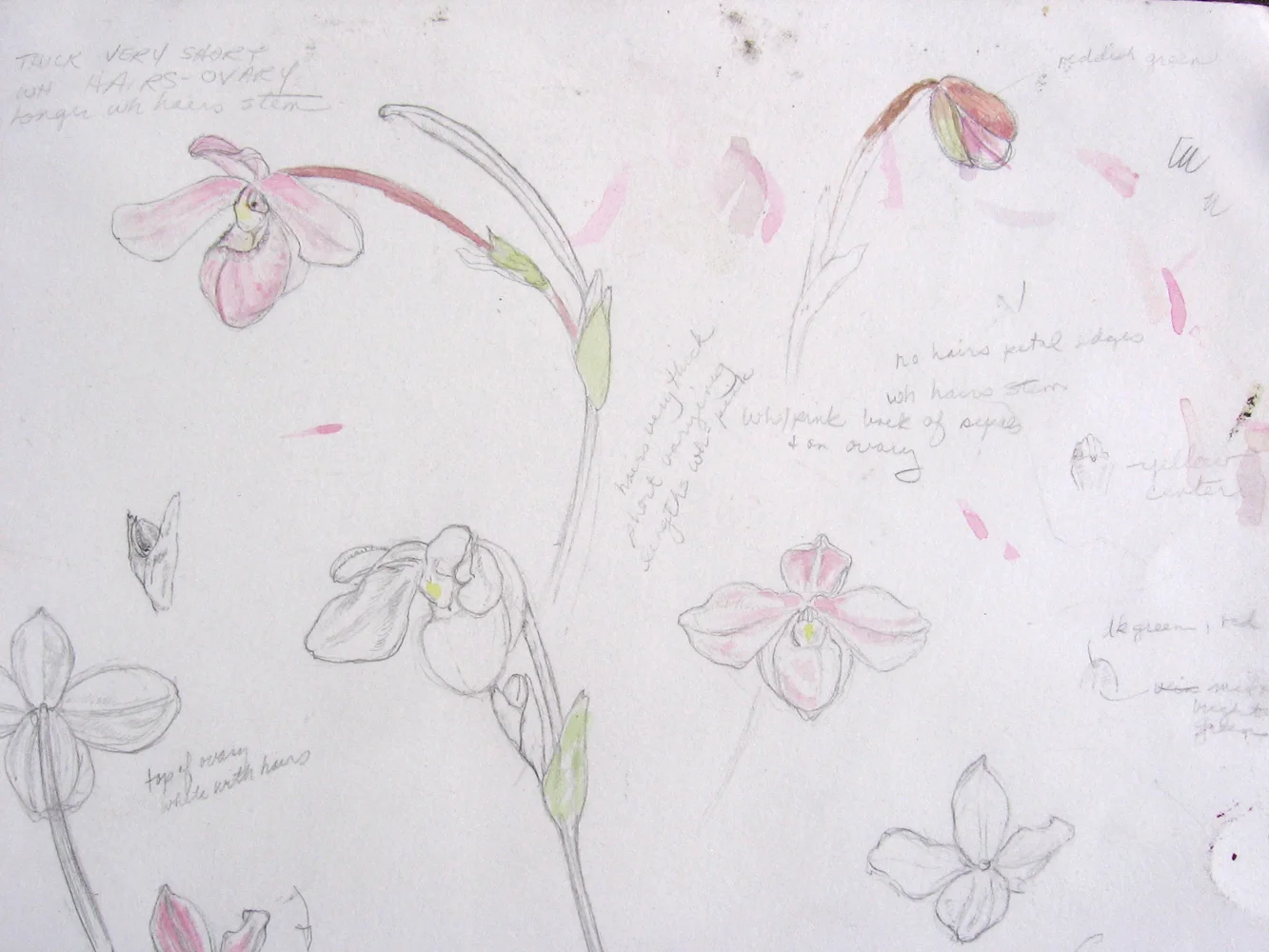 Studies for Phragmipedium andreetae