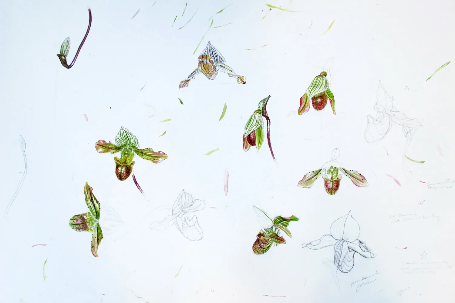 Paphiopedilum venustum