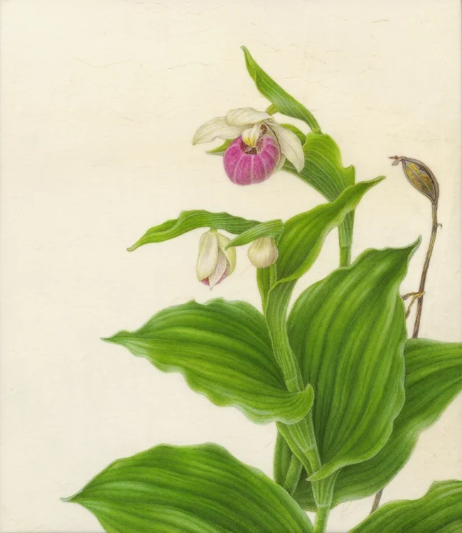 Cypripedium reginae