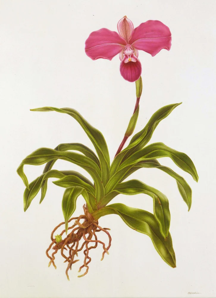 Phragmipedium kovachii