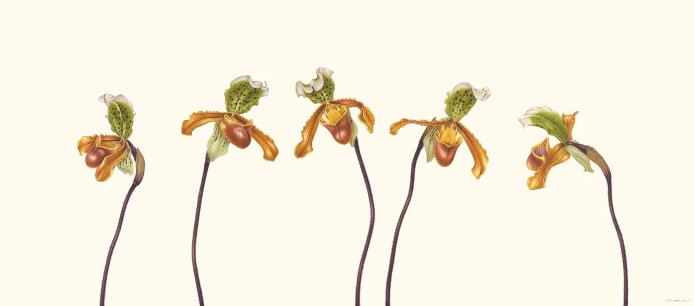Orchids II