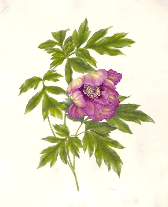 Inisfree Peony