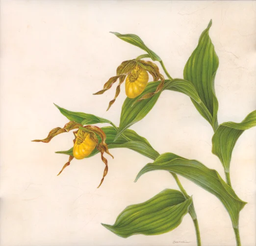 X.Woodin Cypripedium parviweb.jpg