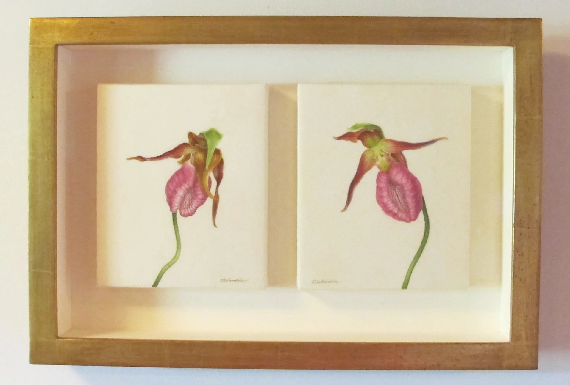 Framed Cypripedium acaule