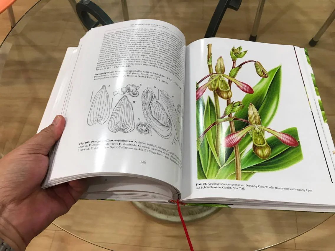A page from Slipper Orchids of the Tropical Americas