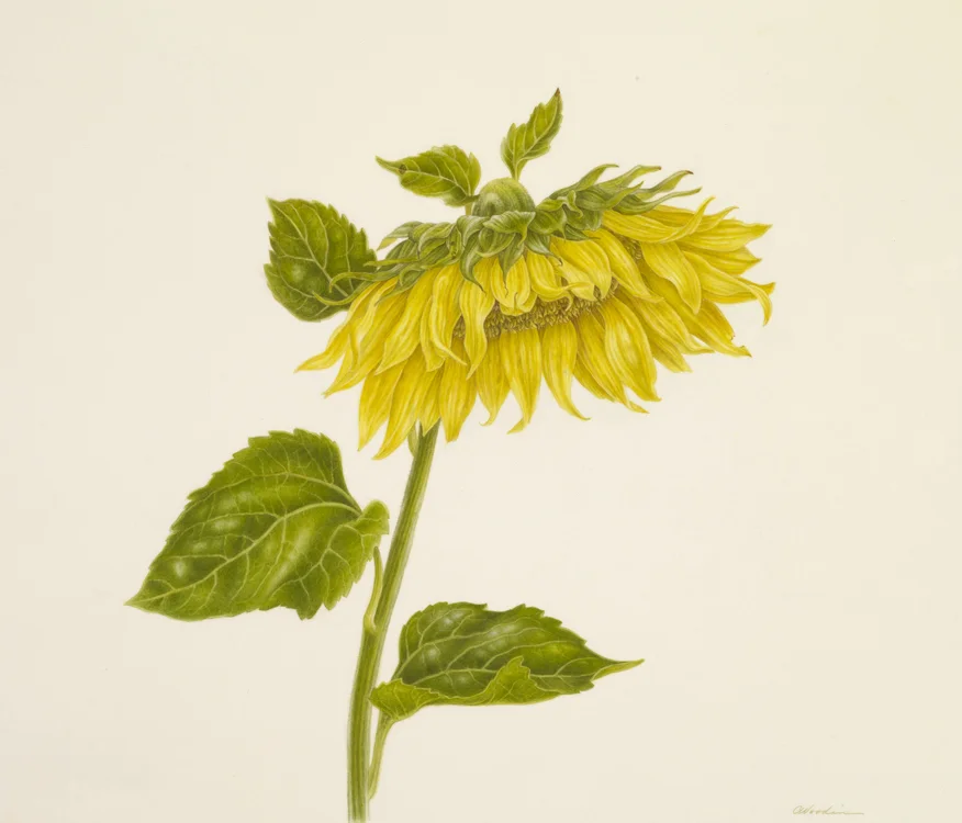 I studied this sunflower last summer at Arrowood Farms in Accord, NY. The field was filled with what seemed like a million sunflowers, but I had to choose just one!