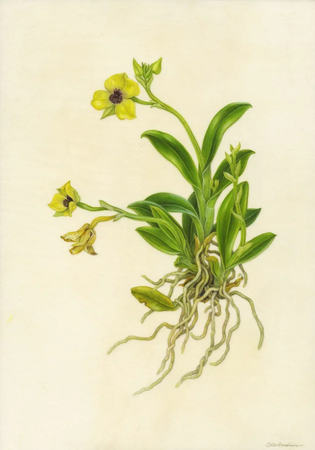 Telepogon hutchinsonii , watercolor on vellum over panel ©CWoodin 2014