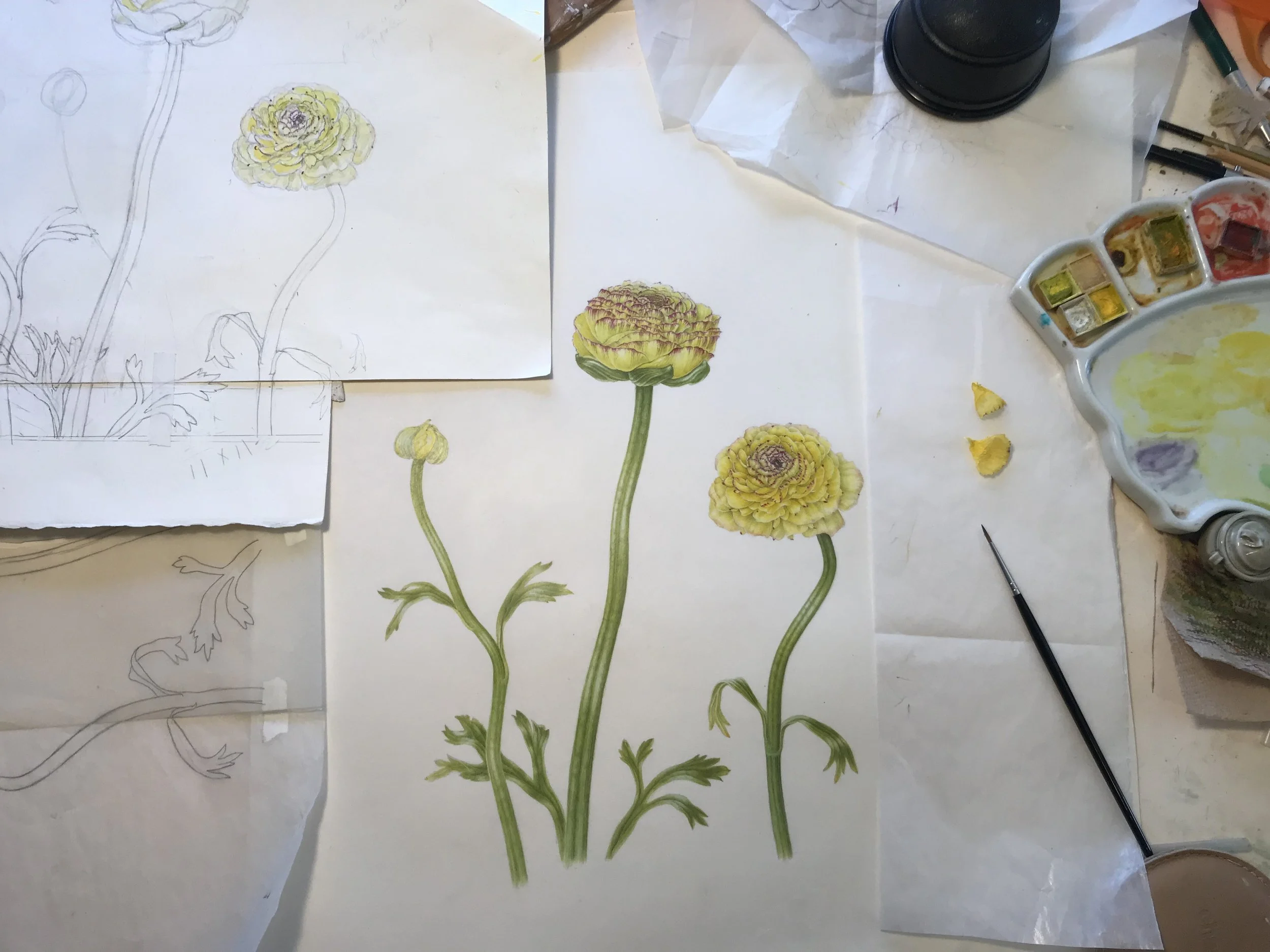 Ranunculus painting in progress