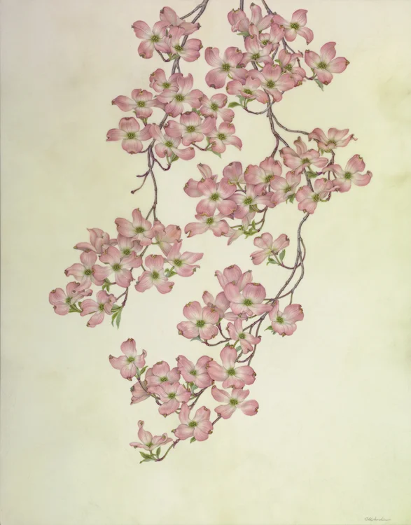 Sutton Dogwood