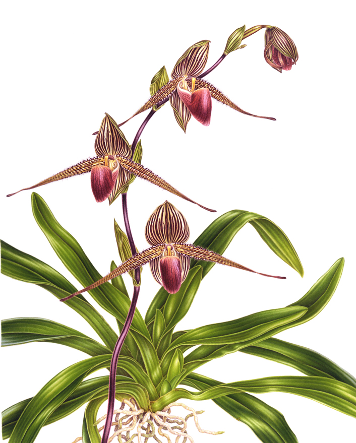 Paphiopedilum rothschildianum