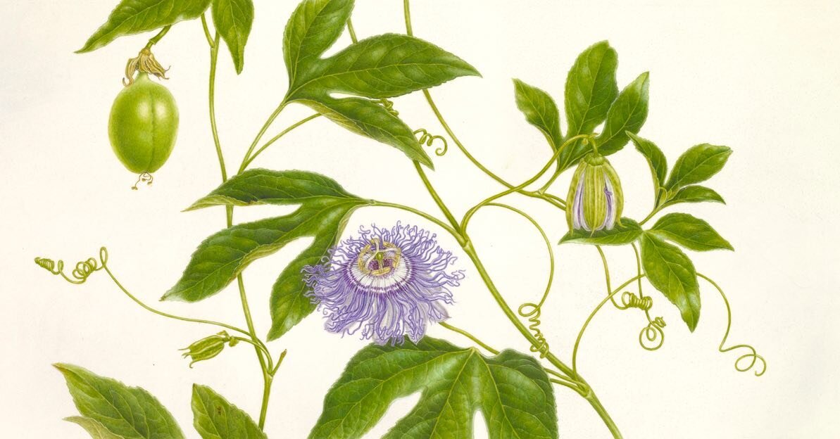 I&rsquo;m calling this done, and agree with one comment, everyone can paint ONE passionflower in their lifetime! 😜 very different from the plants I usually paint, what a strange and wonderful flower! On Kelmscott vellum. Thanks again @hortusgardens 