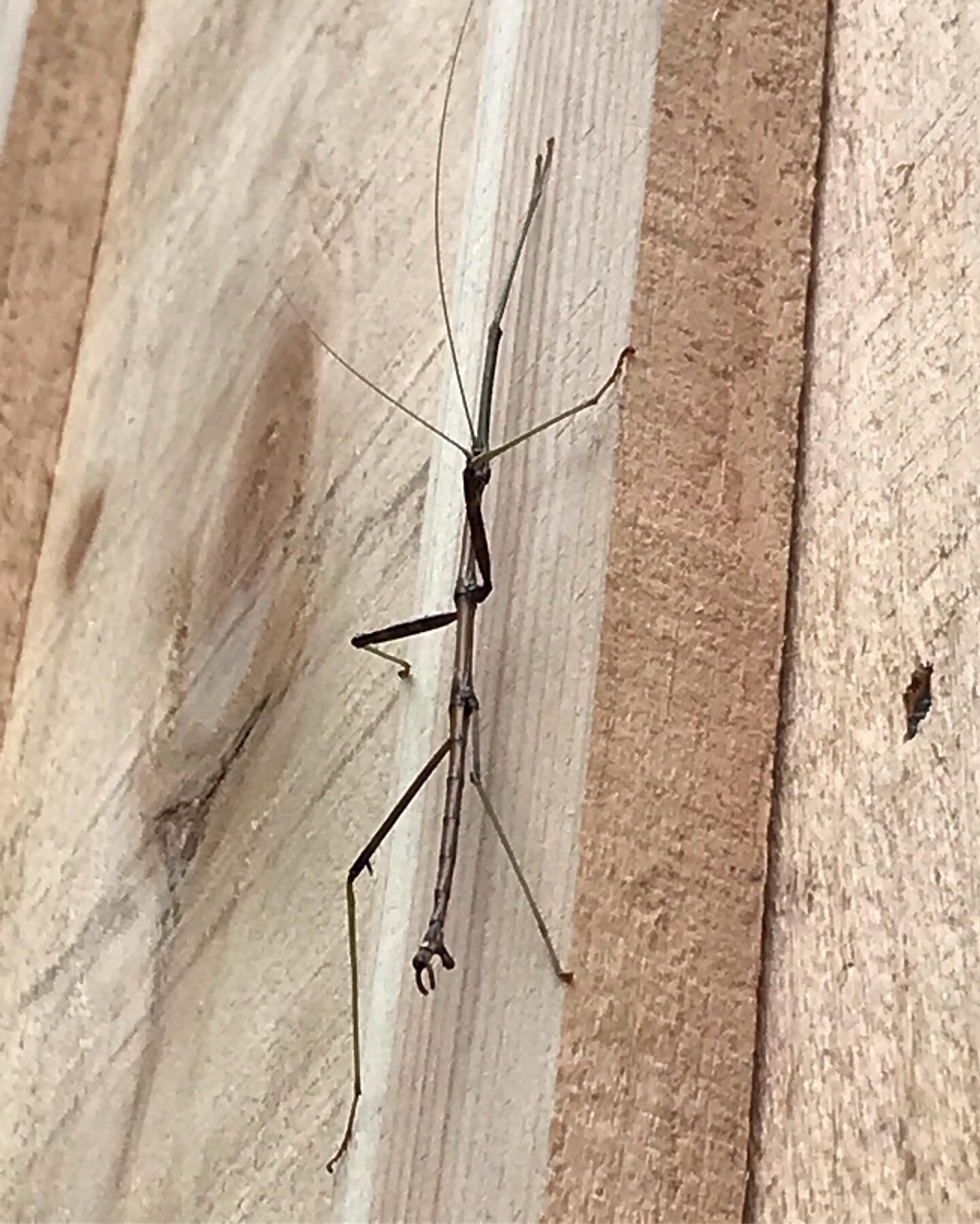 Now for something completely different, these little guys can be hard to spot! #stickinsect #naturescool #insect #camouflage #northernwalkingstick