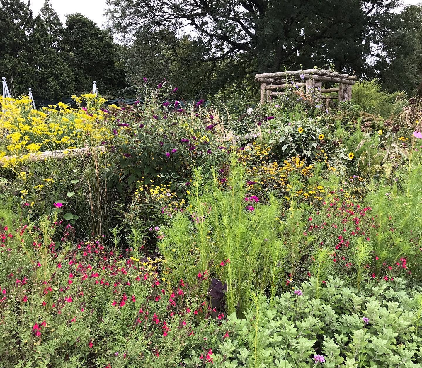 An autumn visit to @wavehill, the gardens are full of color! And so is Glyndor Gallery. #botanicalart #botanicalgardens #autumngarden #seeinggreen #