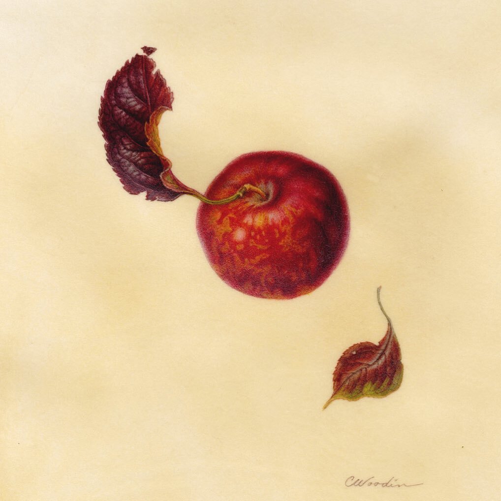 It&rsquo;s apple season again! Find an orchard near you and pick some if you can! This is an Empire. #apple #applepicking #botanicalart #botanicalpainting #watercolorart #watercoloronvellum #autumn #yummy