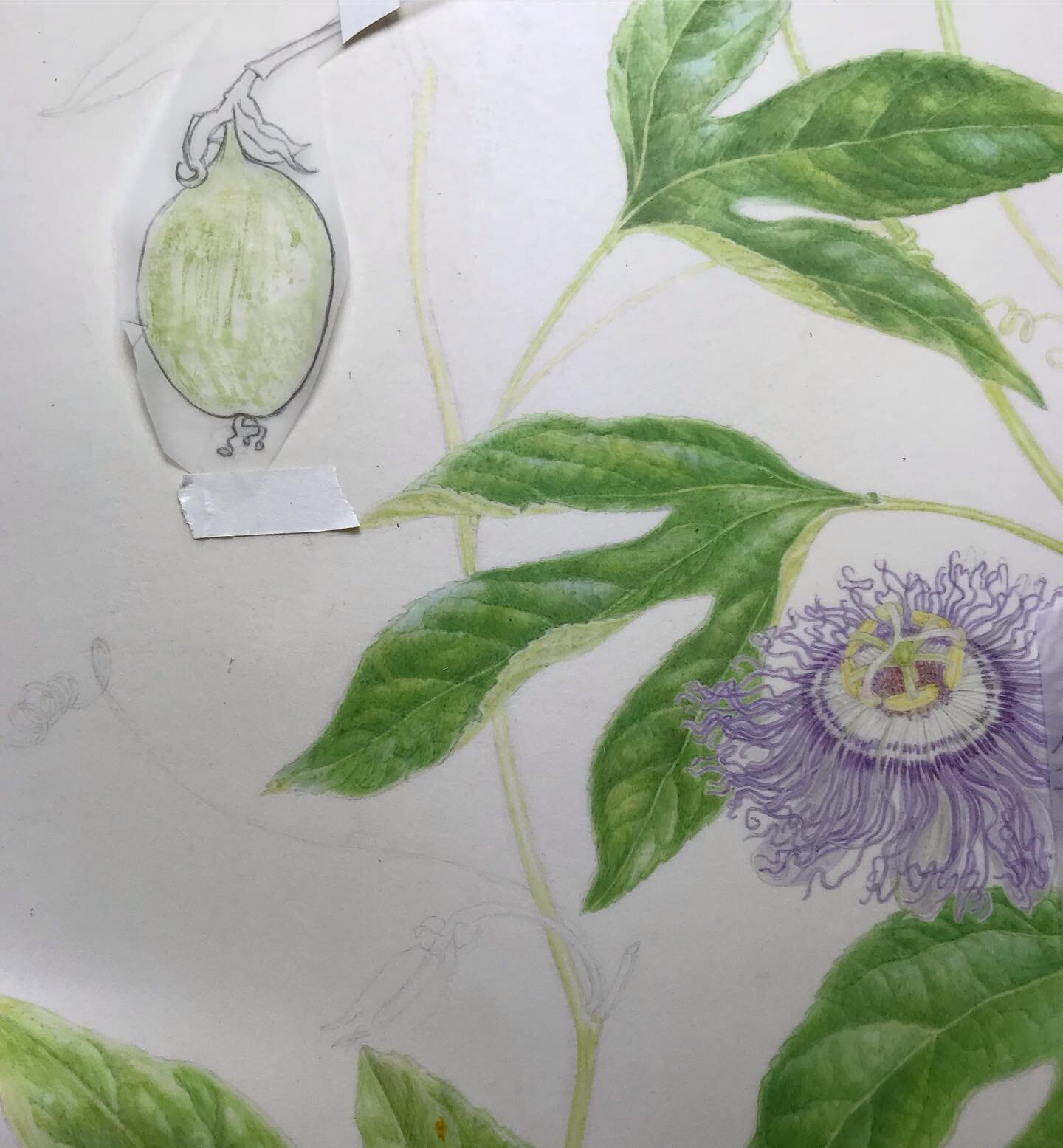 Old-school photoshop! WIP #nativeplants #botanicalart #watercolorpainting #artistsoninstagram  #wildflowers #floridaplants #botanicalwatercolor #oldschool