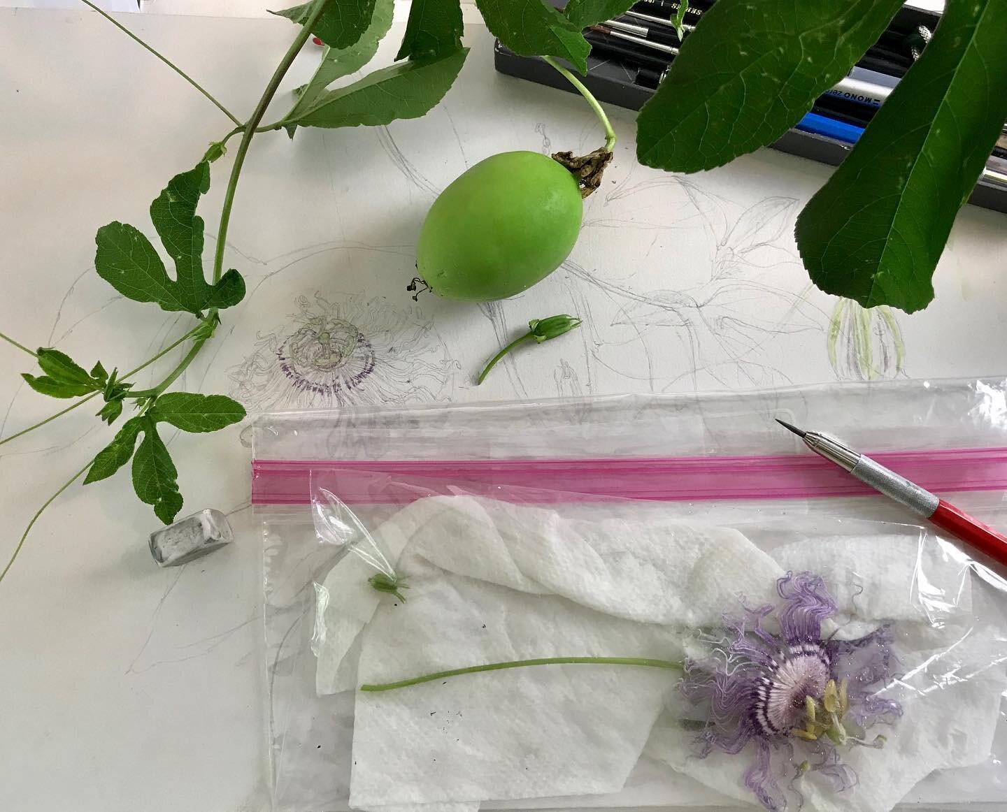 Did some sketching of an amazing specimen of Passiflora incarnata yesterday, and went home with riches galore! Leaf, fruit, and flower cuttings- thank you @hortusgardens #passionflower #sketching #botanicalart #artistsoninstagram #artinthetimeofcovid