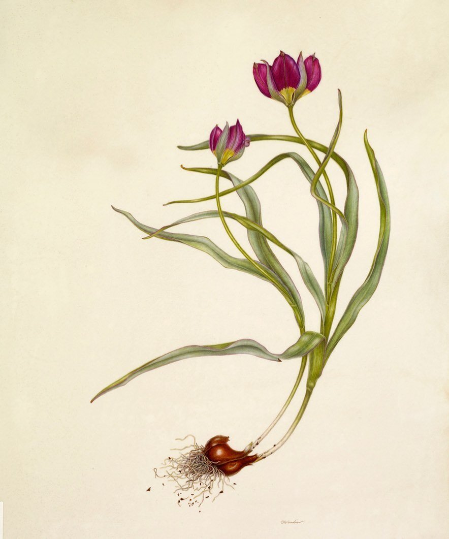 The tulip season has passed, but it&rsquo;s always exciting to see color popping out again! This painting on Kelmscott vellum is part of my &lsquo;Unearthed&rsquo; series,  conceived before ourcurrent times but even more apt now! #botanicalart #botan