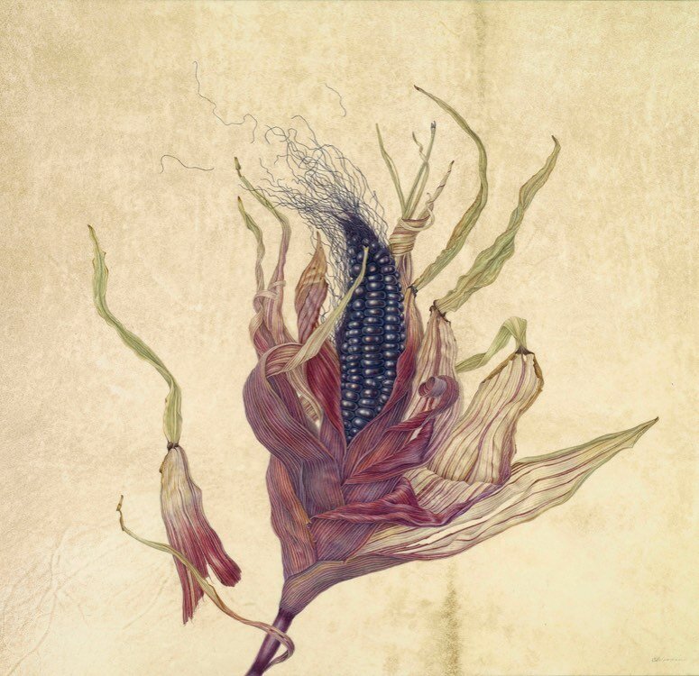 The whole thing, what a fun subject this was to paint! Maybe more corn is in my future! Thanks @hortusgardens for the corn  and @pergamenany for the vellum. #corn #artinthetimeofcorona #artistsoninstagram #botanicalartlovers #watercolorpainting #bota
