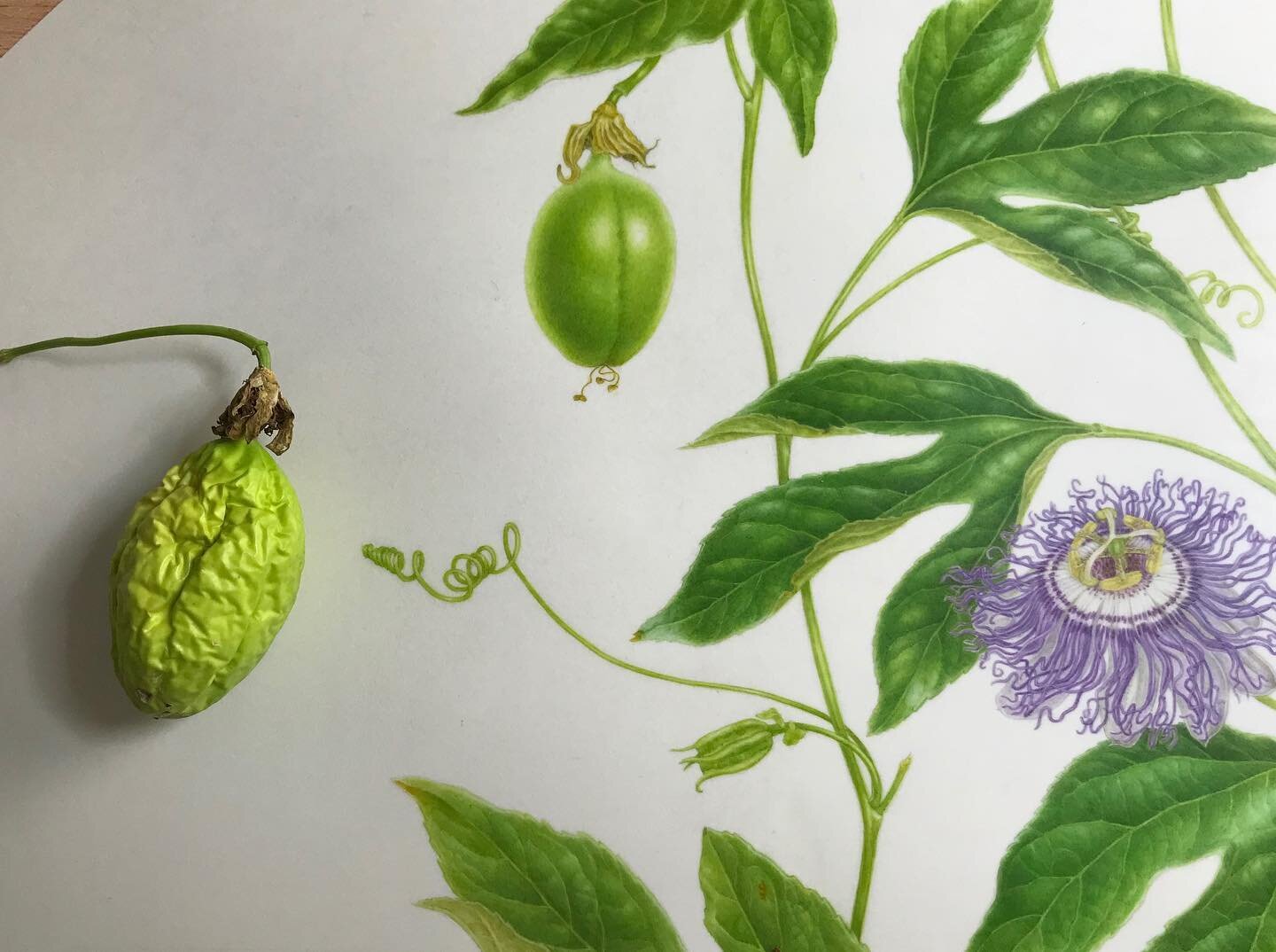 Passionflower progress, slow but steady. The fruit has changed a lot, maybe another subject on its own?  It&rsquo;s very lightweight for a fruit! #passionflower #botanicalpainting #watercolor #artistsoninstagram #painting #botanicalart #nativeplants 