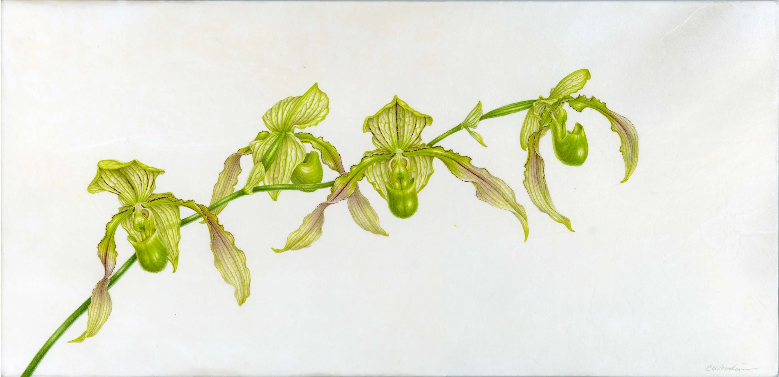 Paphiopedilum cv., watercolor on vellum over panel