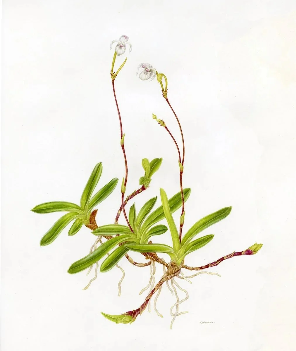 ©2025 Mexipedium xerophyticum, watercolor on Kelmscott vellum