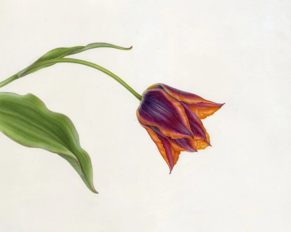 ©Tulipa 'Slawa', sport of 'Gavota', watercolor on Kelmscott vellum