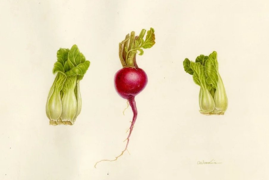 ©2025 Baby Bok Choy and Radish, watercolor on Kelmscott vellum